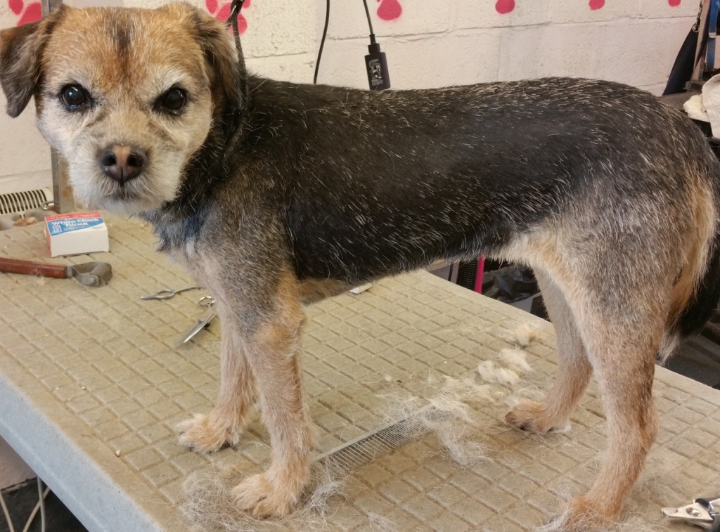 download bowwow grooming